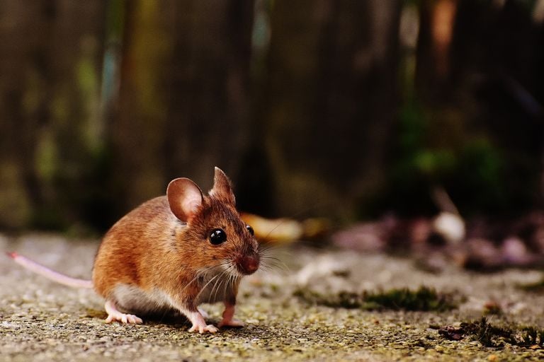 Een bosmuis (foto: Pixabay).