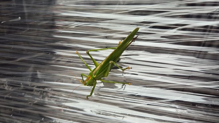 Een grote groene sabelsprinkhaan (foto: Maurice Peters).