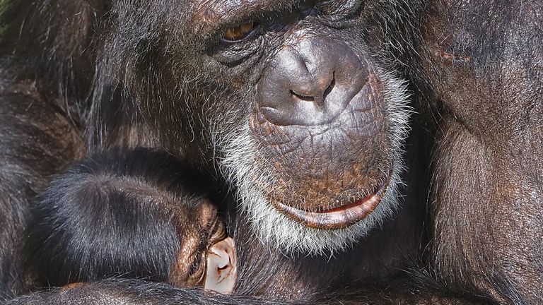 Moeder Anne Clara waakt over haar jong (foto: Beekse Bergen/Mariska Vermij-van Dijk).