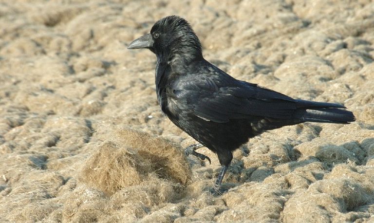 Een zwarte kraai (foto: Saxifraga/Jan van der Straaten).