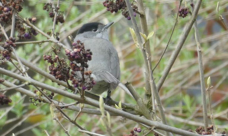 Een geringde zwartkop (foto: Yvonne Rommelaars).