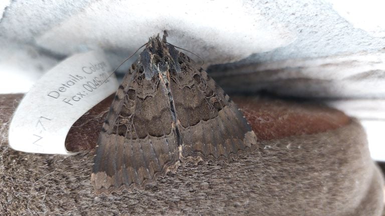 Deze prachtige vlinder landde in een huis in Someren (foto: Marloes).
