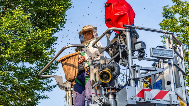 Met een hoogwerker kon de imker bij het nest komen (foto: Jack Brekelmans/SQ Vision Mediaprodukties)