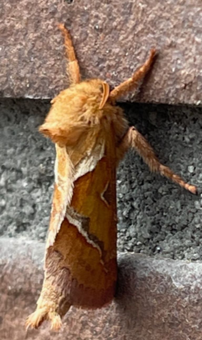 De oranje wortelboorder (foto: Anjo van der Sloot).