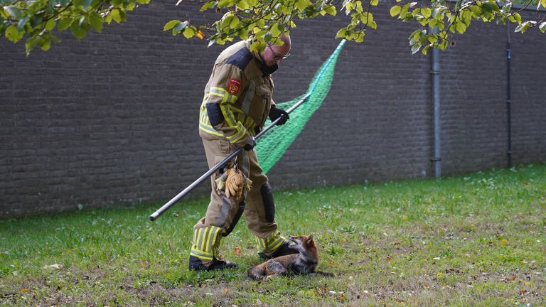 De brandweerman die de vos ving (foto: Jeroen Stuve/SQ Vision Mediaprodukties).