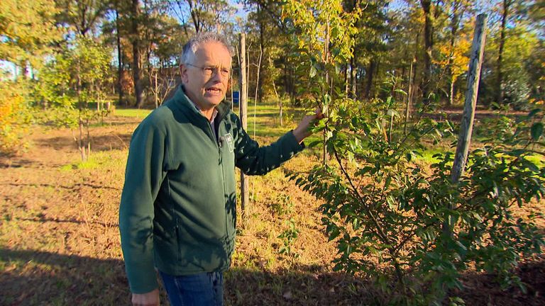 Brabantse voedselbosgoeroe John Vermeer laat een olijfwilg zien (Foto: Jan Waalen)