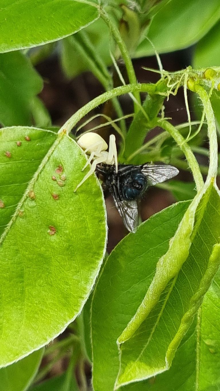 Een kameleonspin (foto: Damiën Kanen).