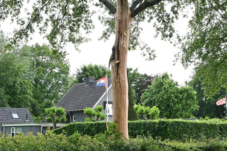 De boom in Rijsbergen die door de bliksem werd ontveld (foto: Perry Roovers/SQ Vision).