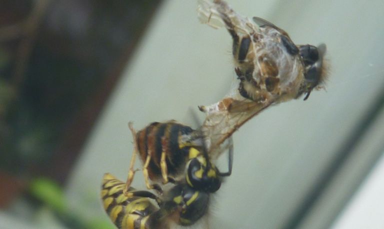 Stukjes wesp voor de larven (foto: Kathy van den Berg).