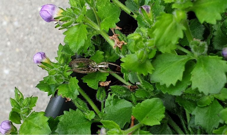 Een strekspin (foto: Maymiti van Zundert).