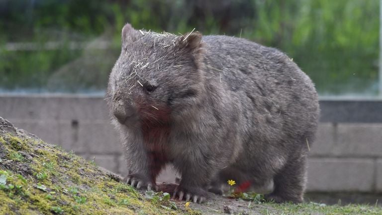 De moeder van de jonge wombat is een stuk groter (foto: Thomas Schüten).