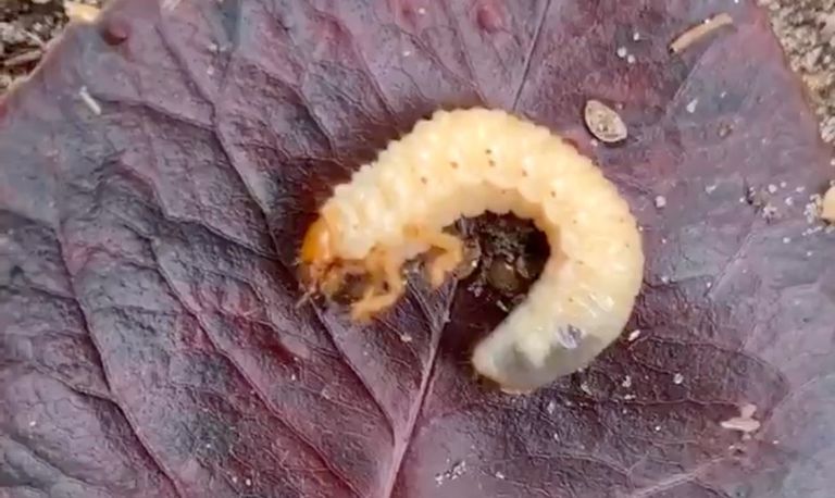 De larve van een bladsprietkever (foto: Marleen).