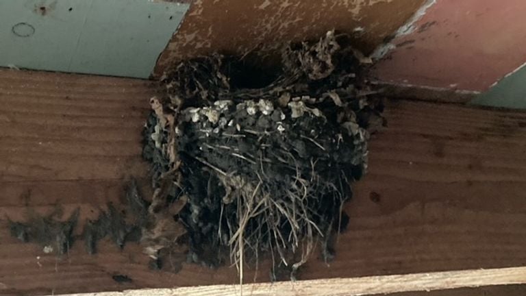 Een gekraakt boerenzwaluwnest (foto: Arno van de Schoot).