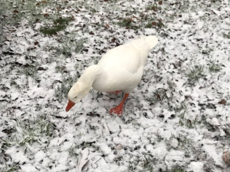 Een gans in de sneeuw (foto: Erna Olphen).