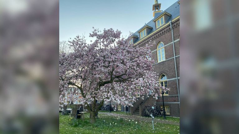In kloostertuinen zijn meer grote bomen te vinden, zoals in Berkel-Enschot (foto: Marleen van der Schalie).