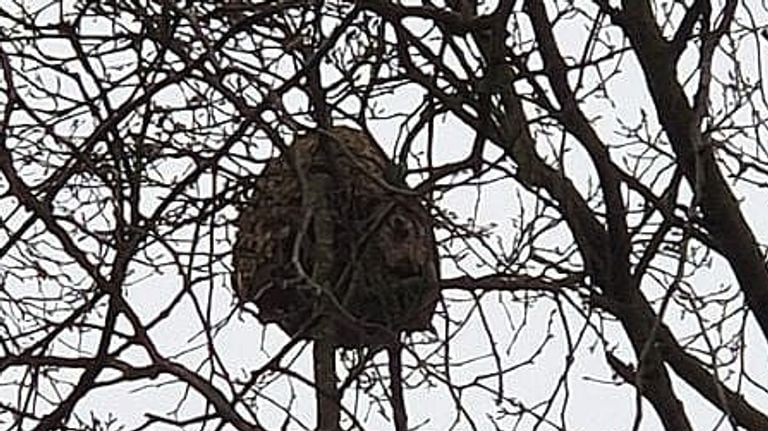 Een nest van de Aziatische hoornaar met zij-ingang (foto: Lennert Brokx).