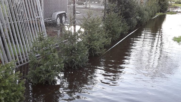 De kerstbomen van Sjan en haar man staan flink in het water (foto: Raymond Merkx).