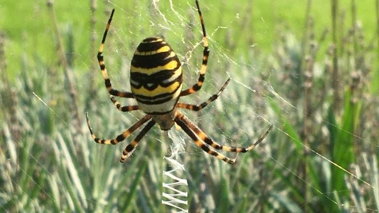 Een wespspin (foto: Francine Olislagers).