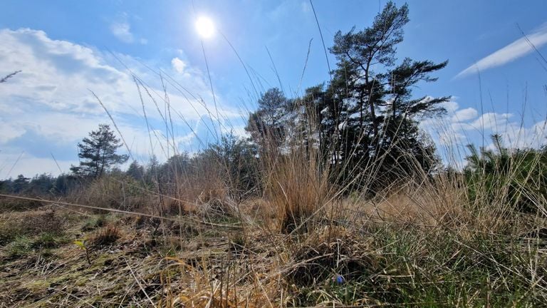 In dit soort begroeiing zitten vaak teken volgens boswachter Erik (foto: Noël van Hooft).