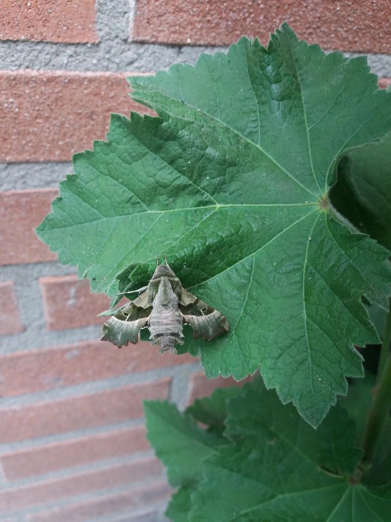 Een teunisbloempijlstaart (foto: Marja Voets-Vos).