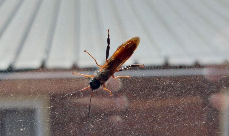 De houtwesp sirex juvencus (foto: Mieke van Duijnhoven).