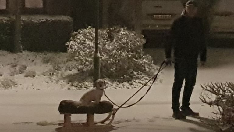 In Chaam werd deze hond uitgelaten op de slee (foto: Marjolein Hemelsoet).