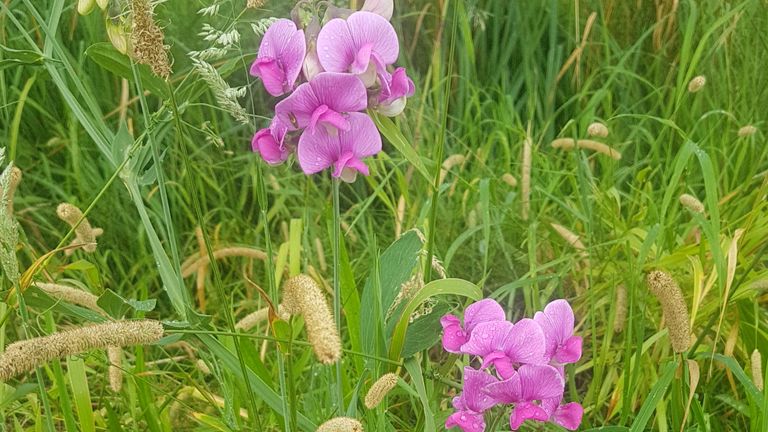 Een wilde lathyrus (foto: Patricia de Ruijter).