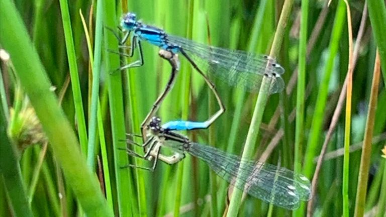 Paringswiel van het lantaarntje (foto: Linda van Valburg).