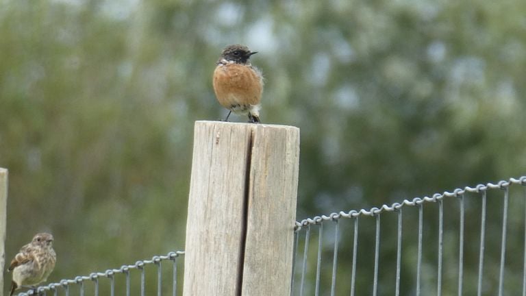 Een mannetje en vrouwtje van de roodborsttapuit (foto: Yvonne Rommelaars).