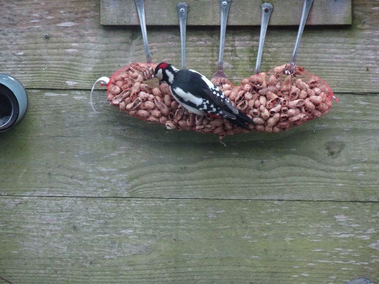 Het mannetje van de grote bonte specht in de tuin van An (foto: An Roelen)