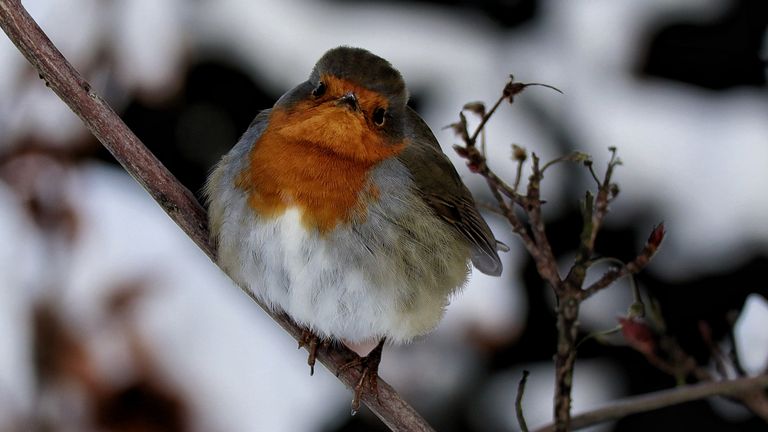 Gelukkig wordt het ook weer een keer lente(foto:Lucas van Gemert)