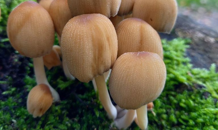 De paddenstoelen die Nienke Verbeek fotografeerde.