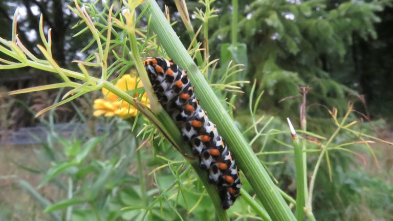 De rups van de koninginnenpage (foto: André van Drunen).