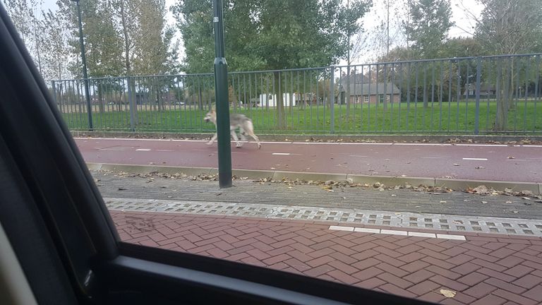 De Saarlooswolfhond in de buurt van Nederwetten.