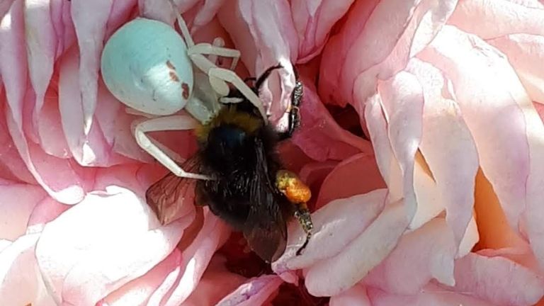 De kameleonspin heeft toegeslagen (foto: Gonnie van Laarhoven).