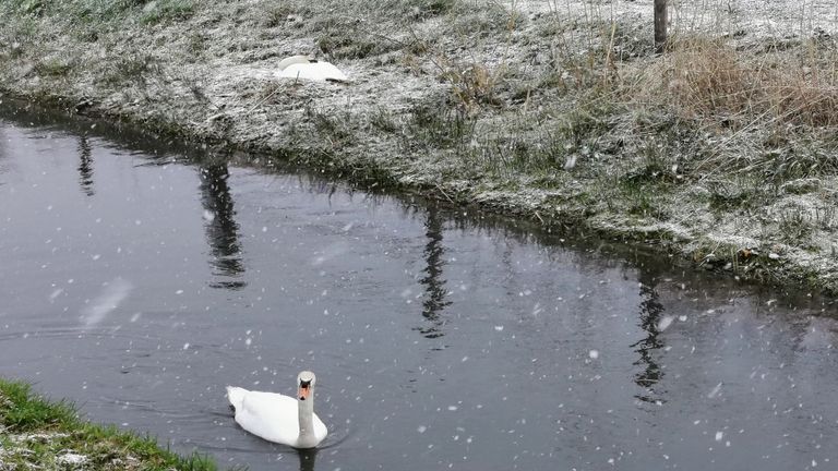 Zwanen in de sneeuw (foto: Renée van Opzeeland).