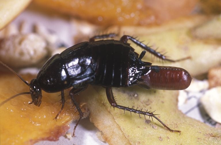 Oosterse kakkerlak (foto: ANP).
