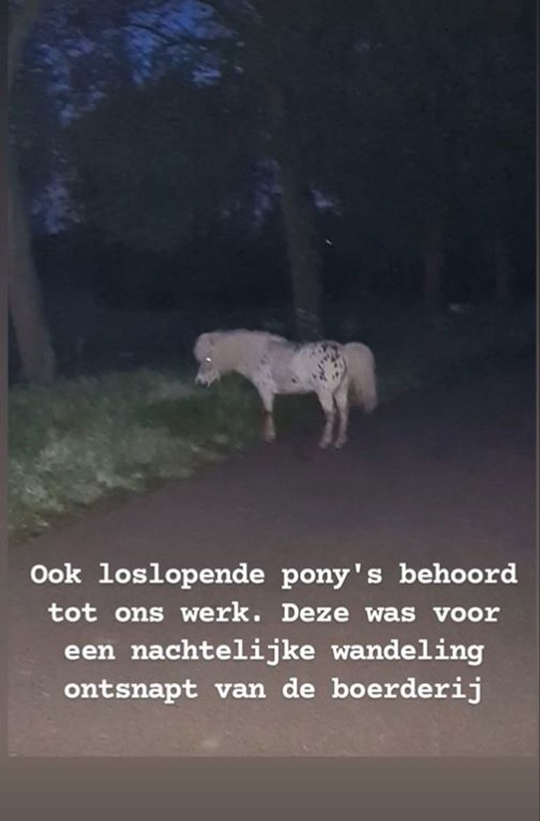 De pony besloot een nachtelijke wandeling te maken in Den Bosch (foto: Instagram politie OC Brabant).