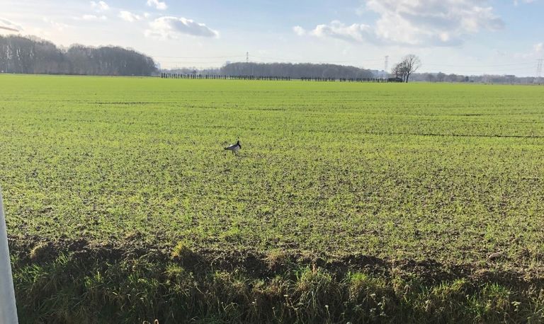 Een brandgans op een grasland (foto: Jeanne van Gils).