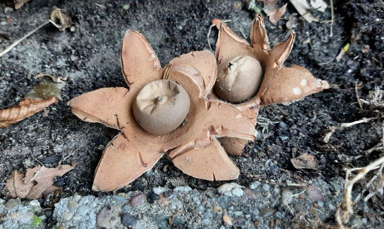 Twee aardsterren (foto: Corry Schins).