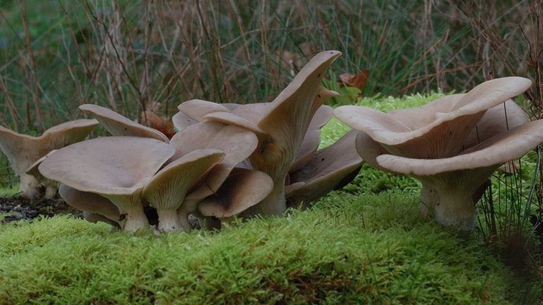 Gewone oesterzwam (foto: Willem van Kruijsbergen).