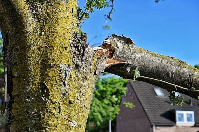 Het deel van de boom waar de tak het begaf (foto: Toby de Kort/Persbureau Heitink).