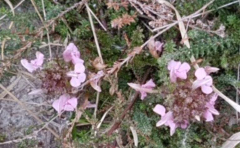 Heidekartelblad (foto: Michiel van der Pijl).