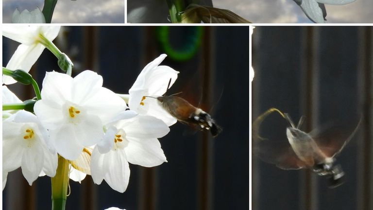 Een vroege kolibrievlinder (foto: Marga Vijfhuizen).