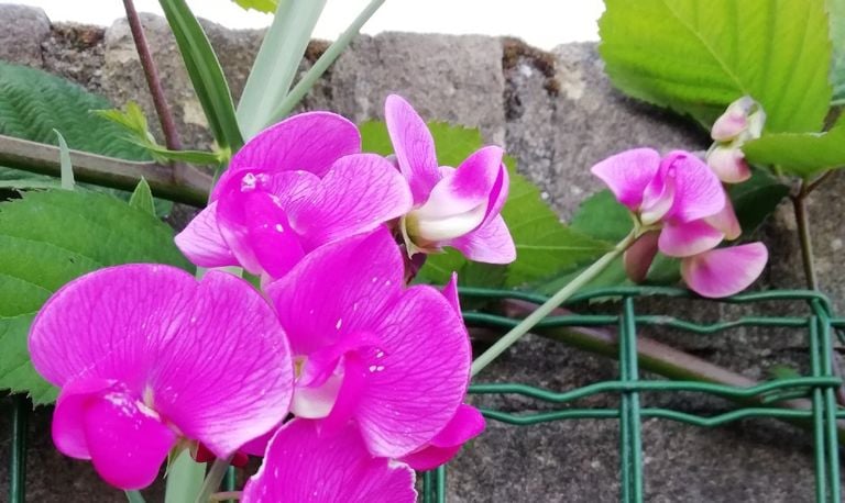 Brede lathyrus (foto: Henk Meerman).