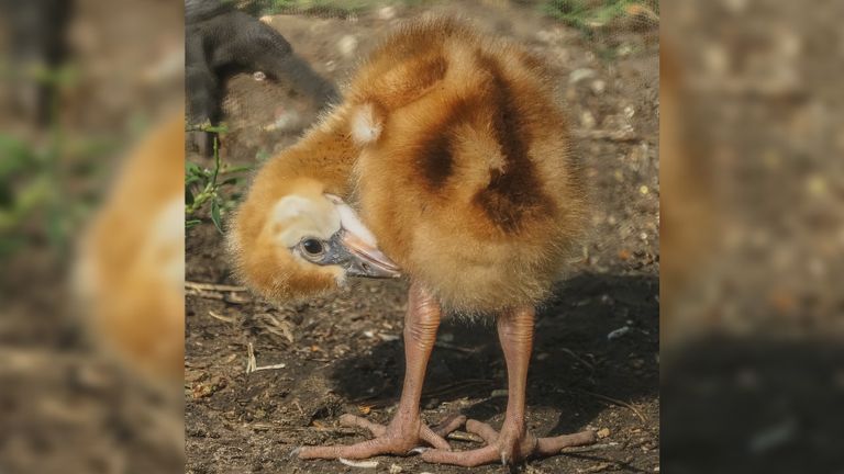 Foto: Beekse Bergen/Mariska Vermij - van Dijk.