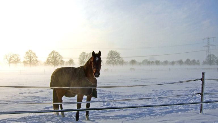 Het brieschende paard. (Foto: René Aben, Rijkevoort)