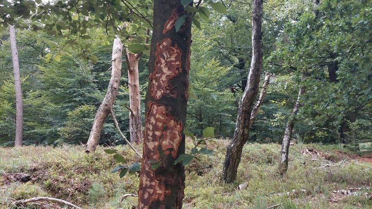 Schade aan de bast van een boom door een edelhert (foto: Ria Boertjes).