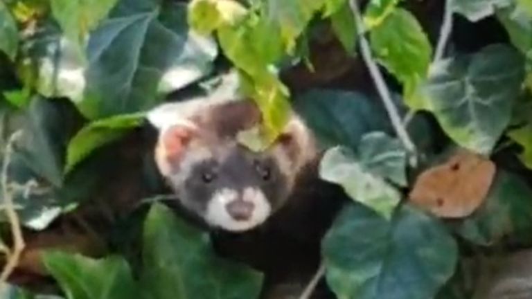 Een bunzing (foto: Mara uit de Hanevoet).