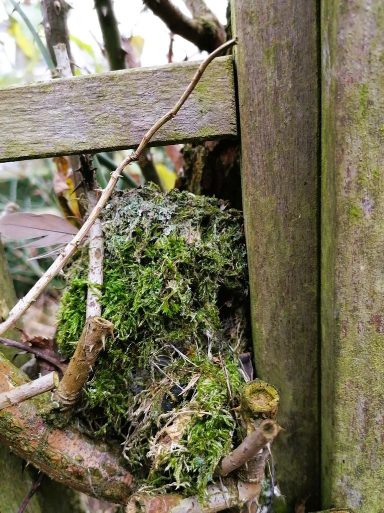 Het rondje nestje in de tuin van Hannie en Henk. (Foto: Hannie Karreman en Henk Schell)